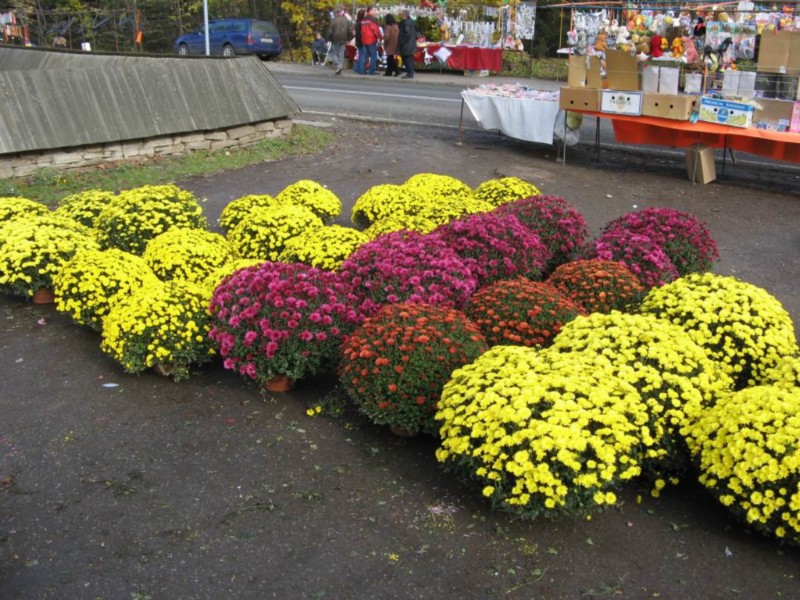 57-halottak_napjára.JPG